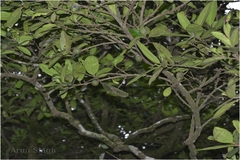 Diospyros ovalifolia